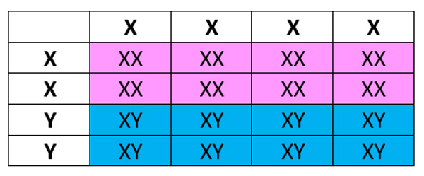 The probability of inheriting male or female chromosomes shown in a punnet square